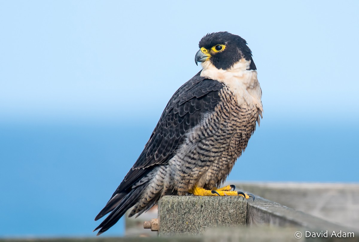 Peregrine Falcon - ML161743601