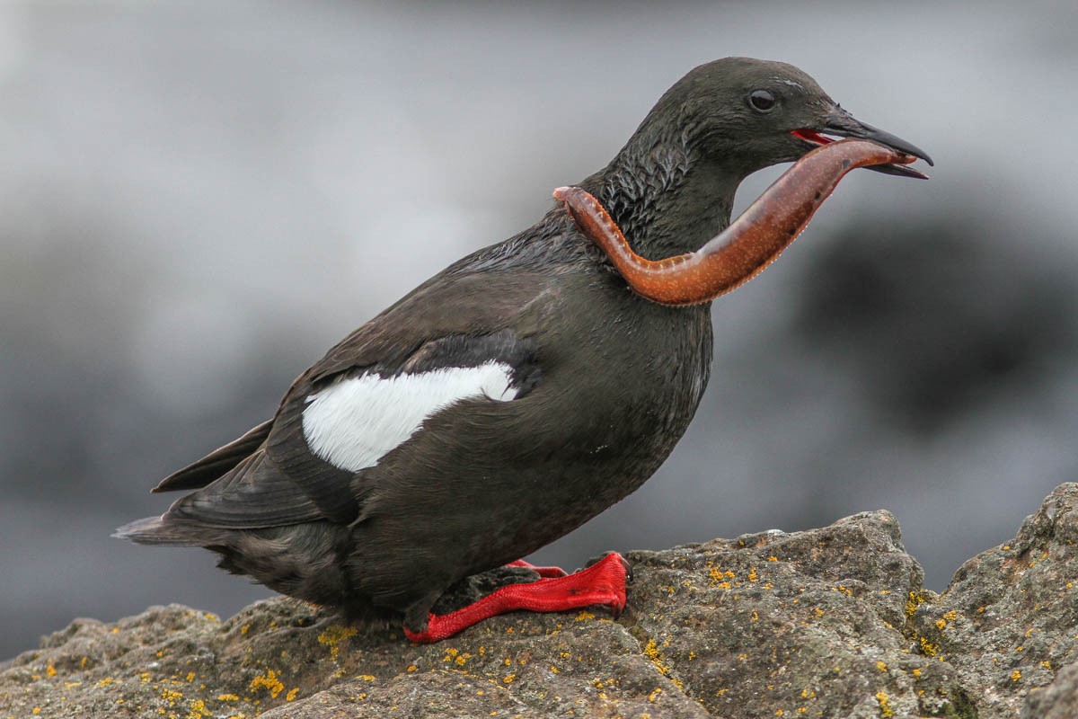 Black Guillemot - ML161744941