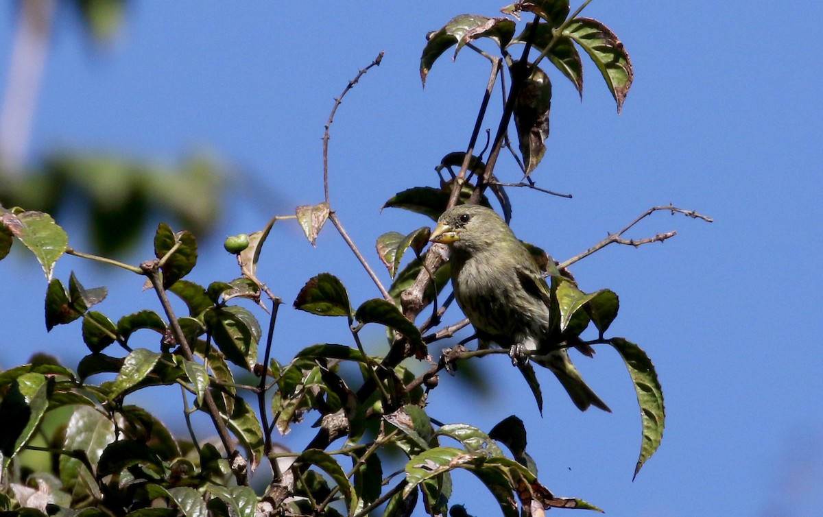 Antillean Siskin - ML161745621