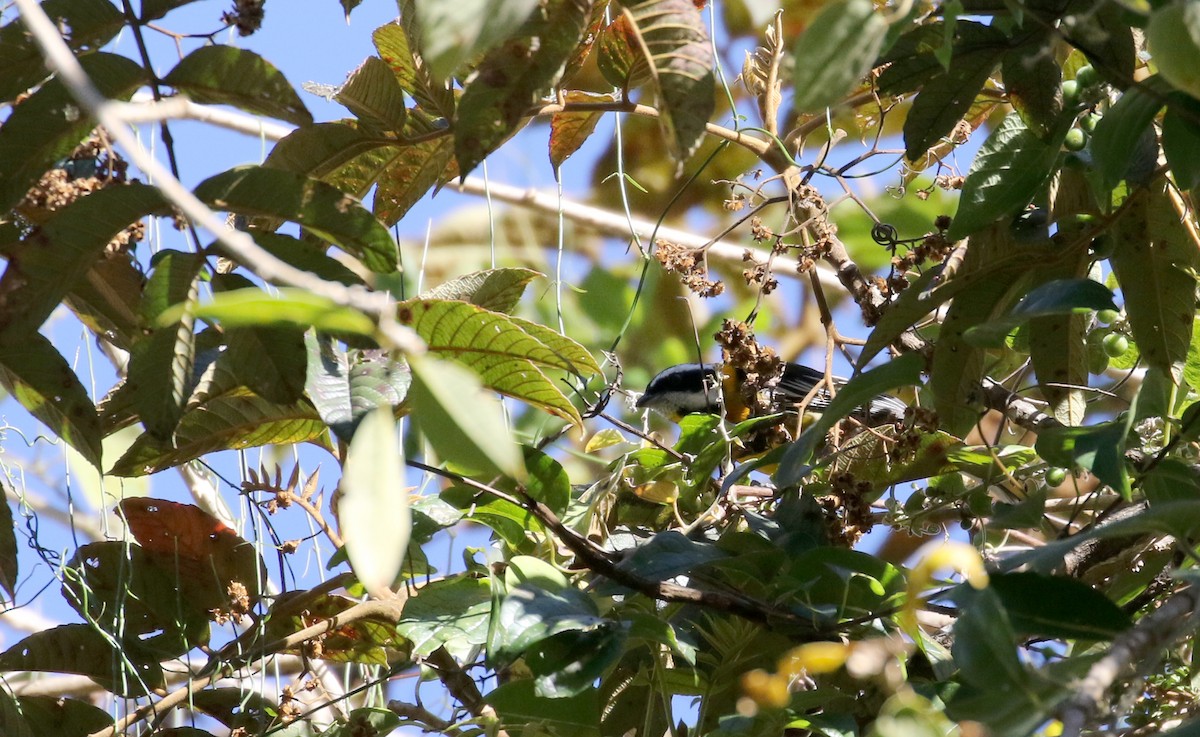 Hispaniolan Spindalis - Jay McGowan