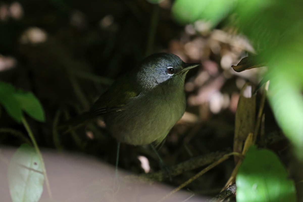 Green-tailed Warbler - ML161745821