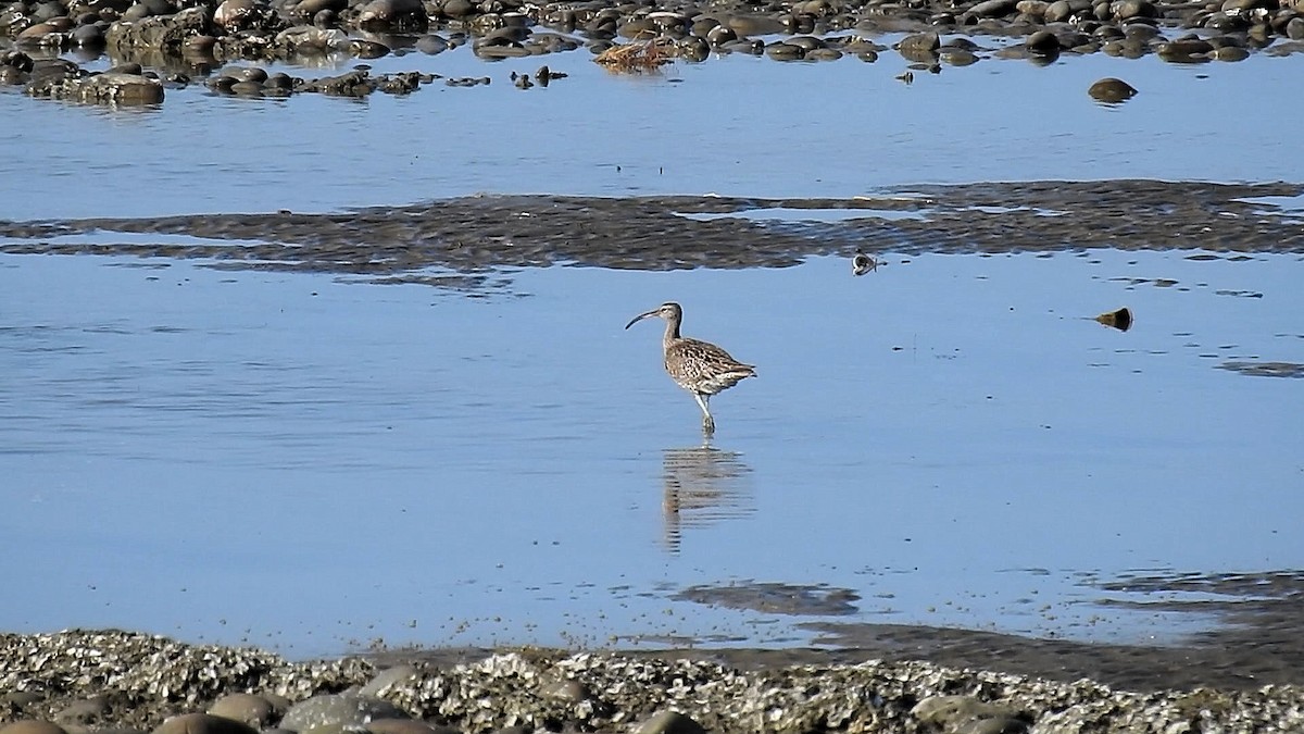 Whimbrel - ML161745851