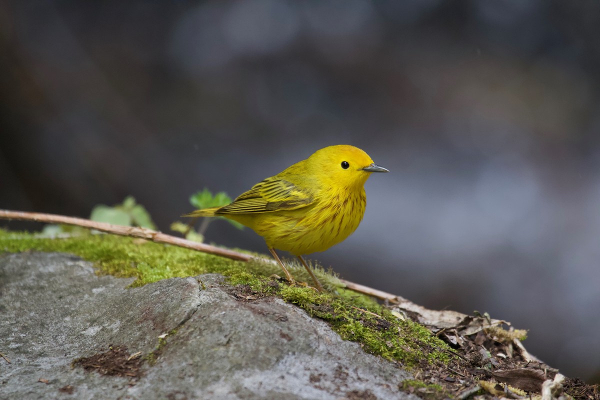 Yellow Warbler - ML161748471