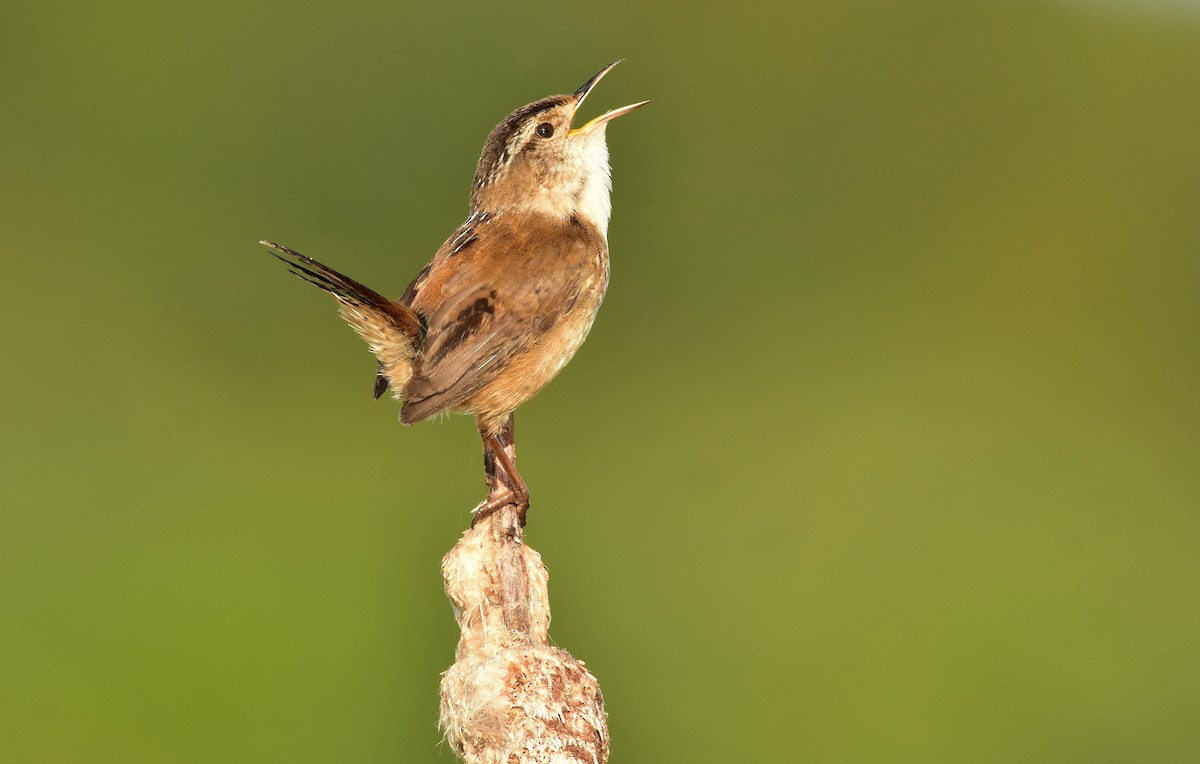 Marsh Wren - ML161750151