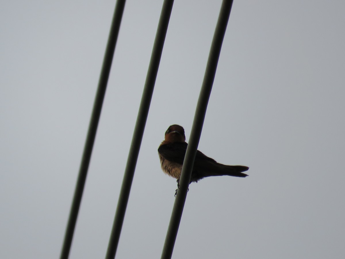 Pacific Swallow - ML161751491