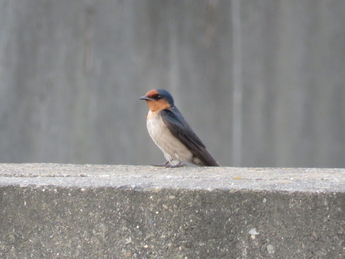 Pacific Swallow - ML161751511