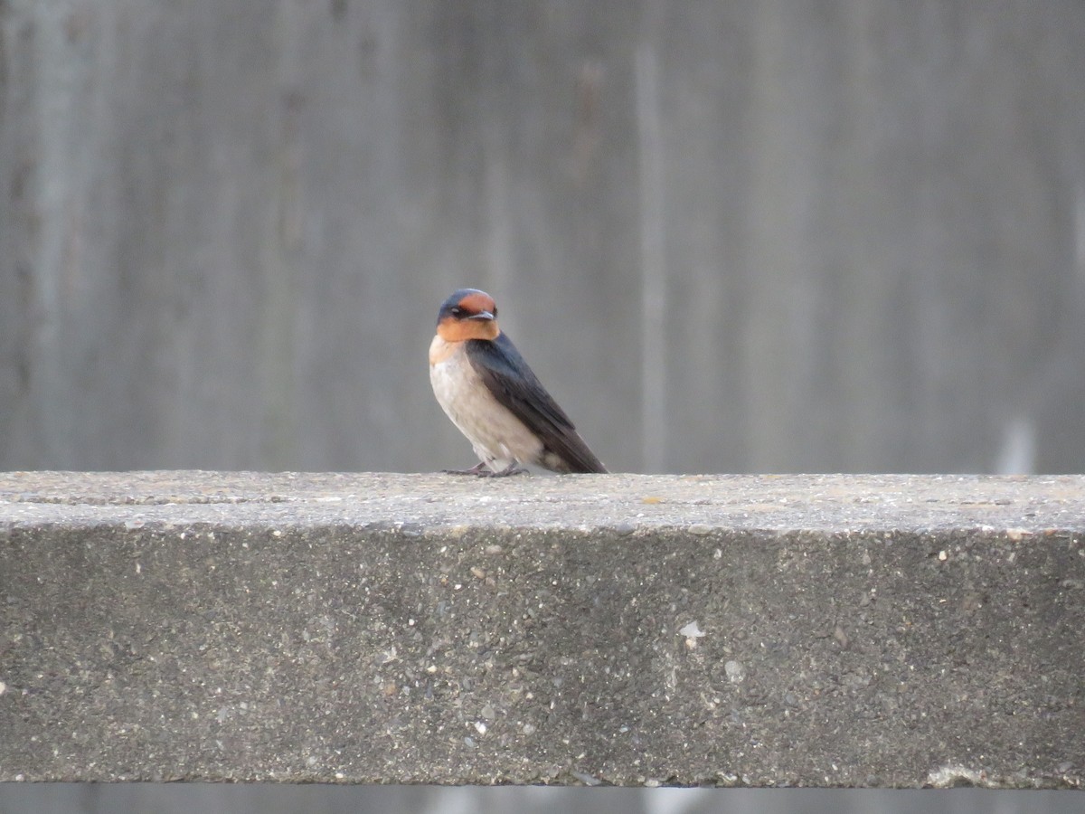 Pacific Swallow - ML161751531