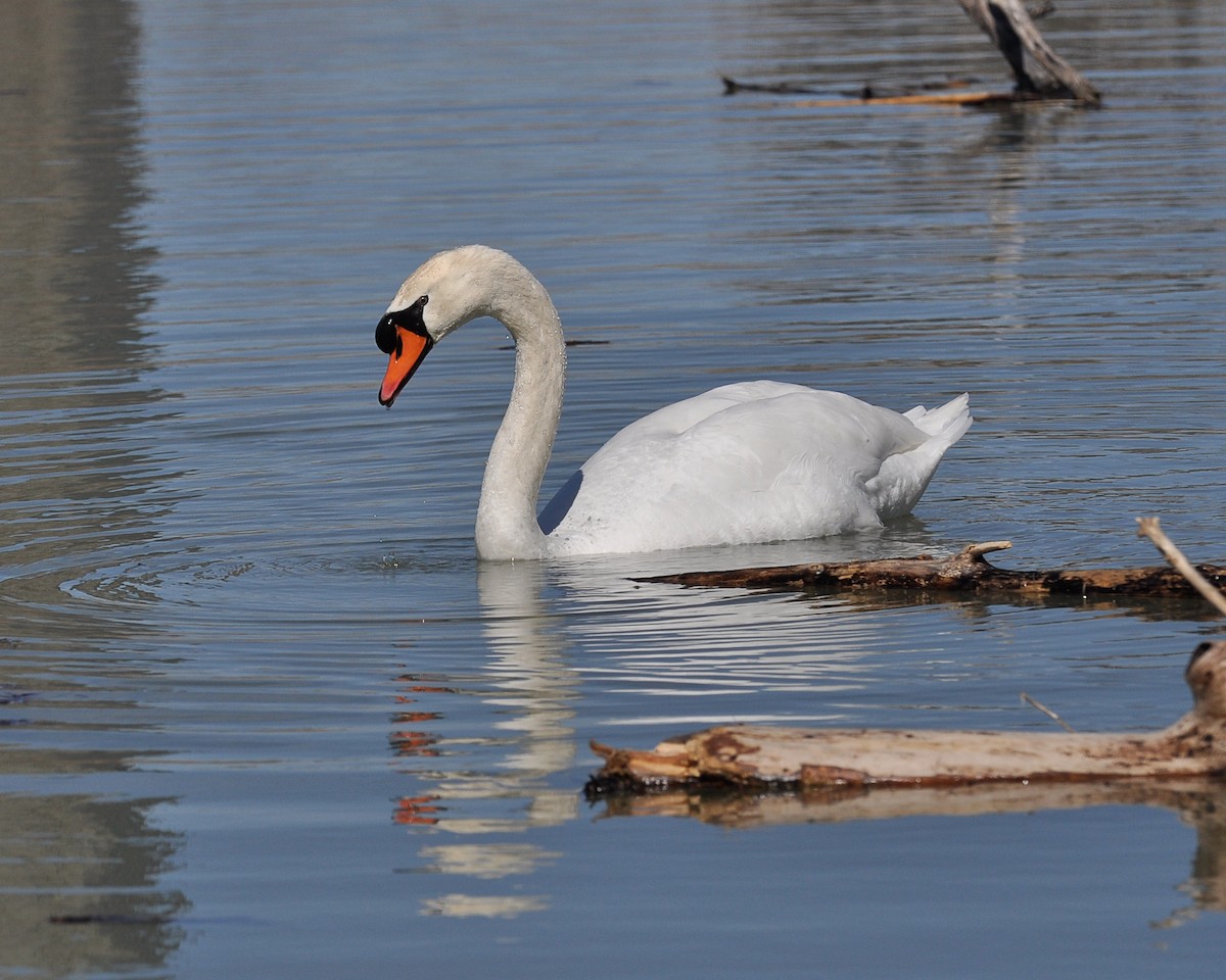 Mute Swan - ML161752261