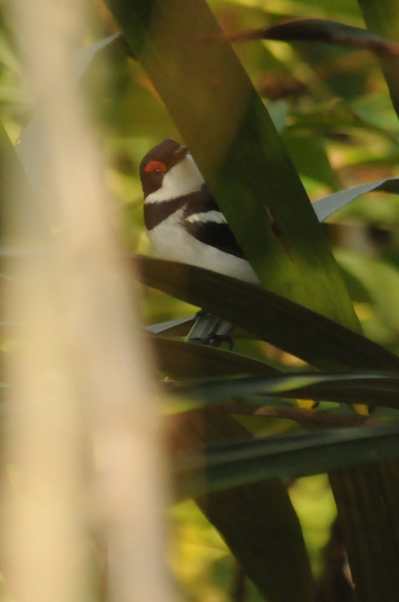 Brown-throated Wattle-eye - ML161755101