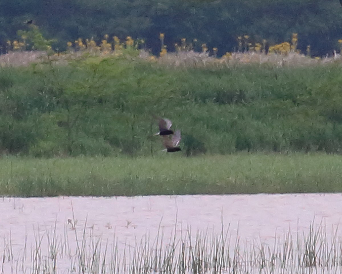 Black Tern - ML161756471