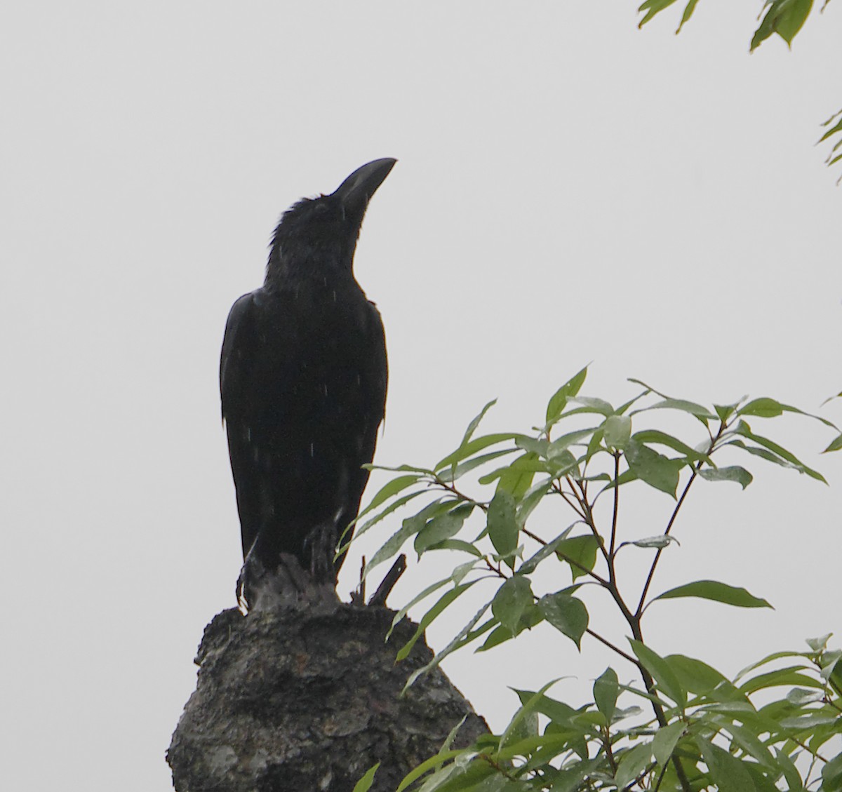 Large-billed Crow - ML161756781