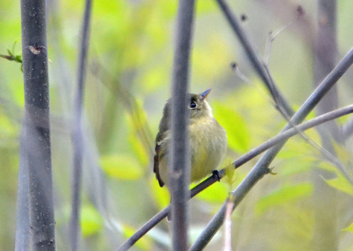 Yellow-bellied Flycatcher - ML161757191