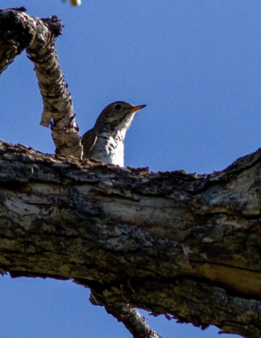 Hermit Thrush - Deborah Barnes