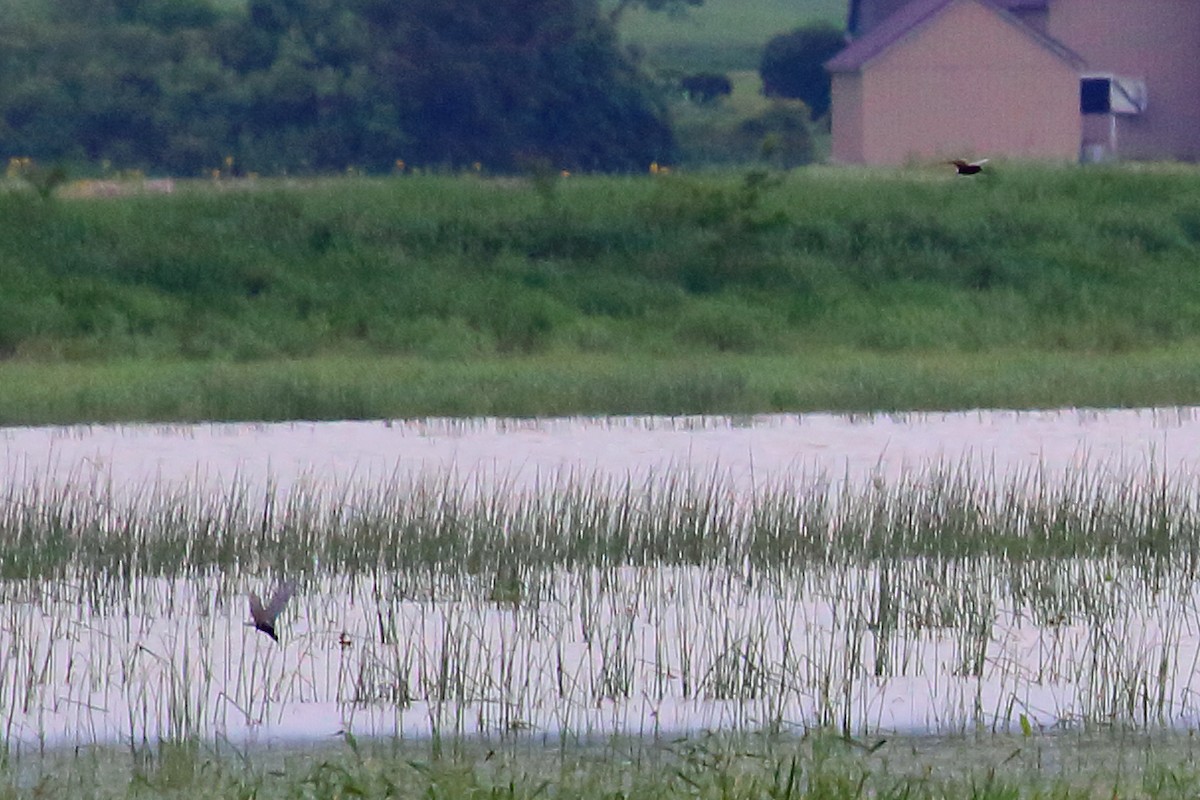 Black Tern - ML161757561