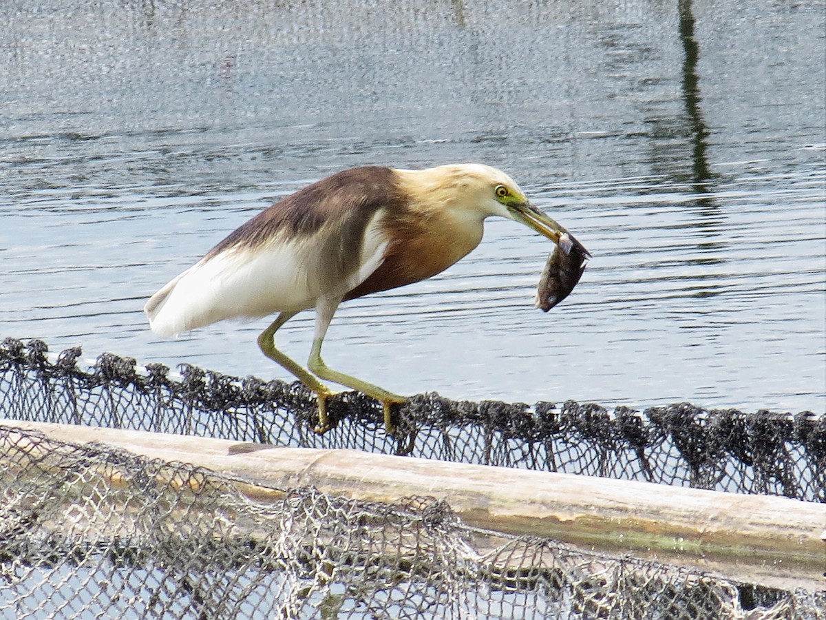 Javan Pond-Heron - ML161758331