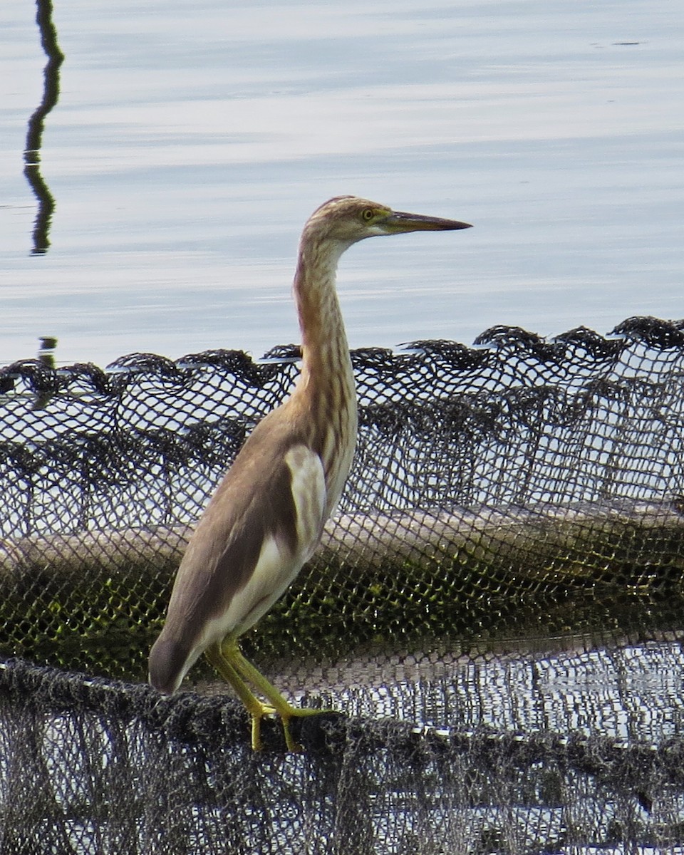 Javan Pond-Heron - George Inocencio