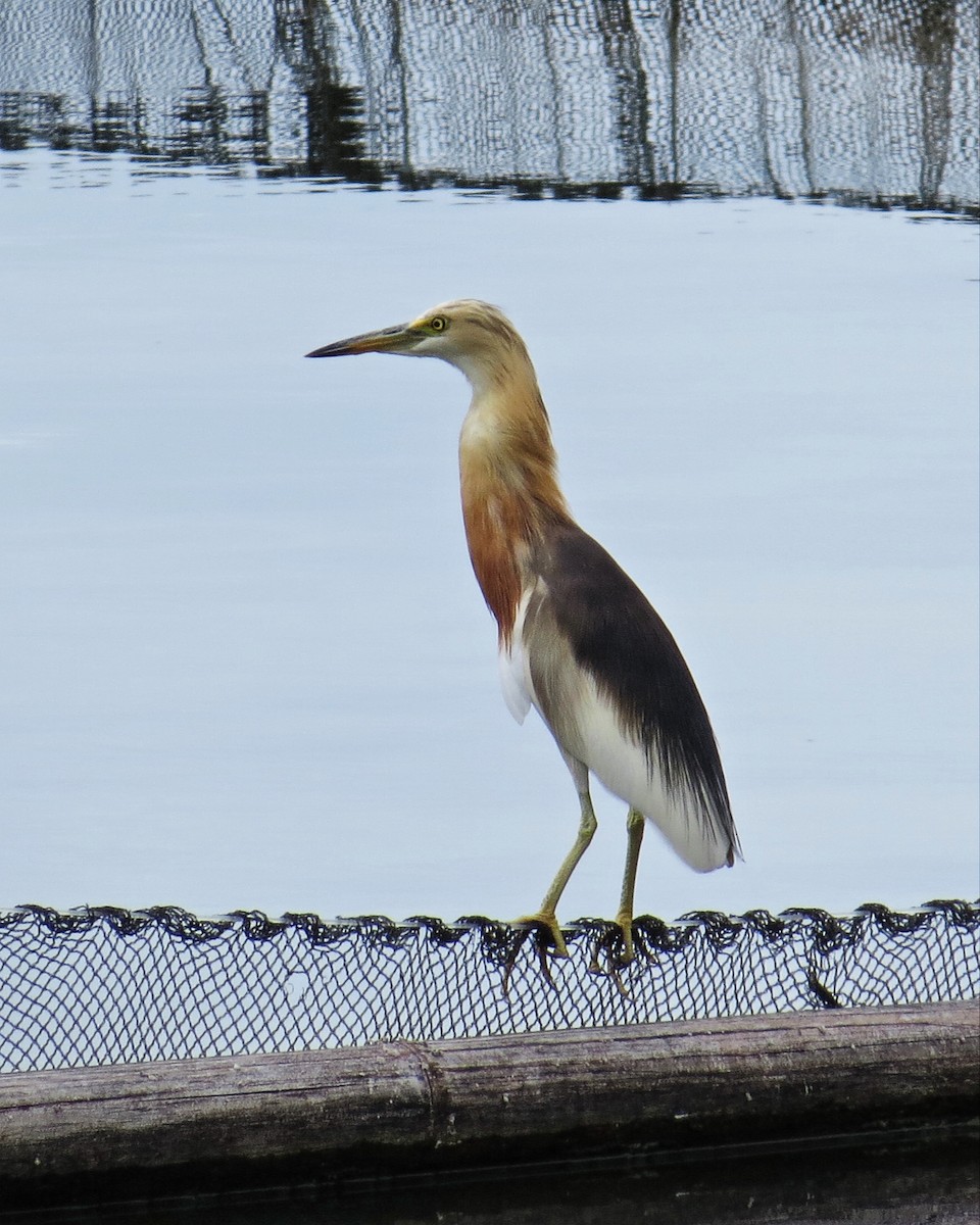 Javan Pond-Heron - ML161758381