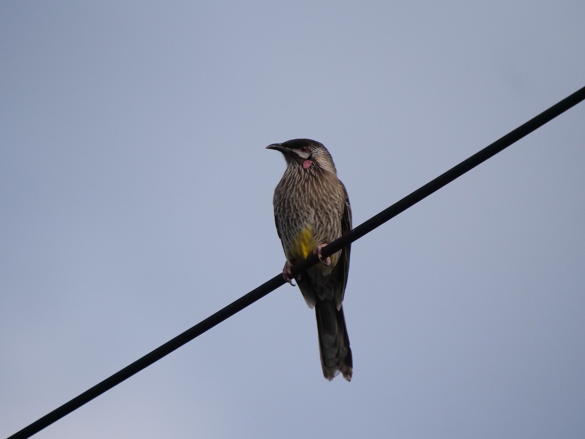 Red Wattlebird - ML161760641