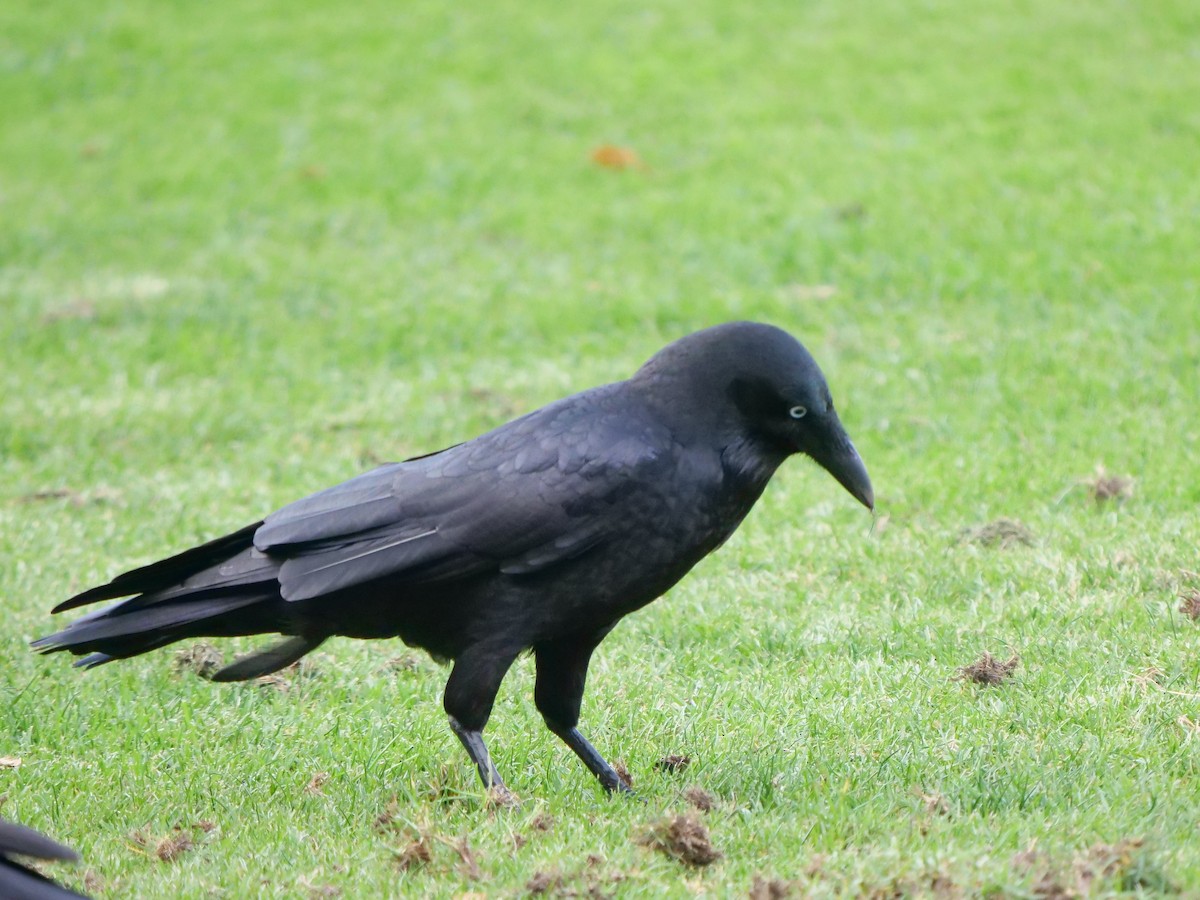 Little Raven - ML161760711