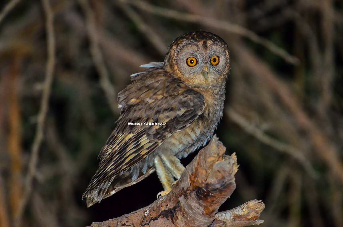 Desert Owl - ML161762271