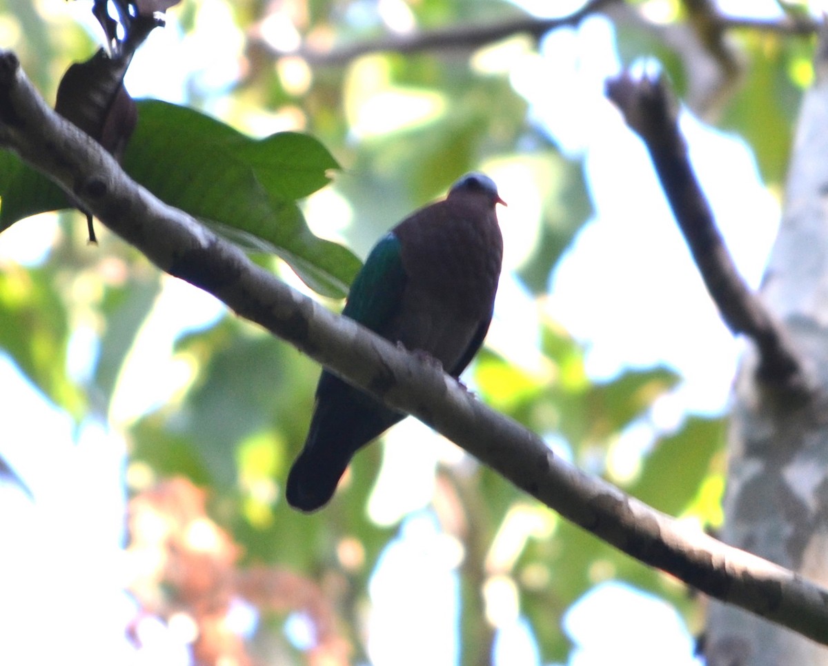 holub zelenokřídlý - ML161762601