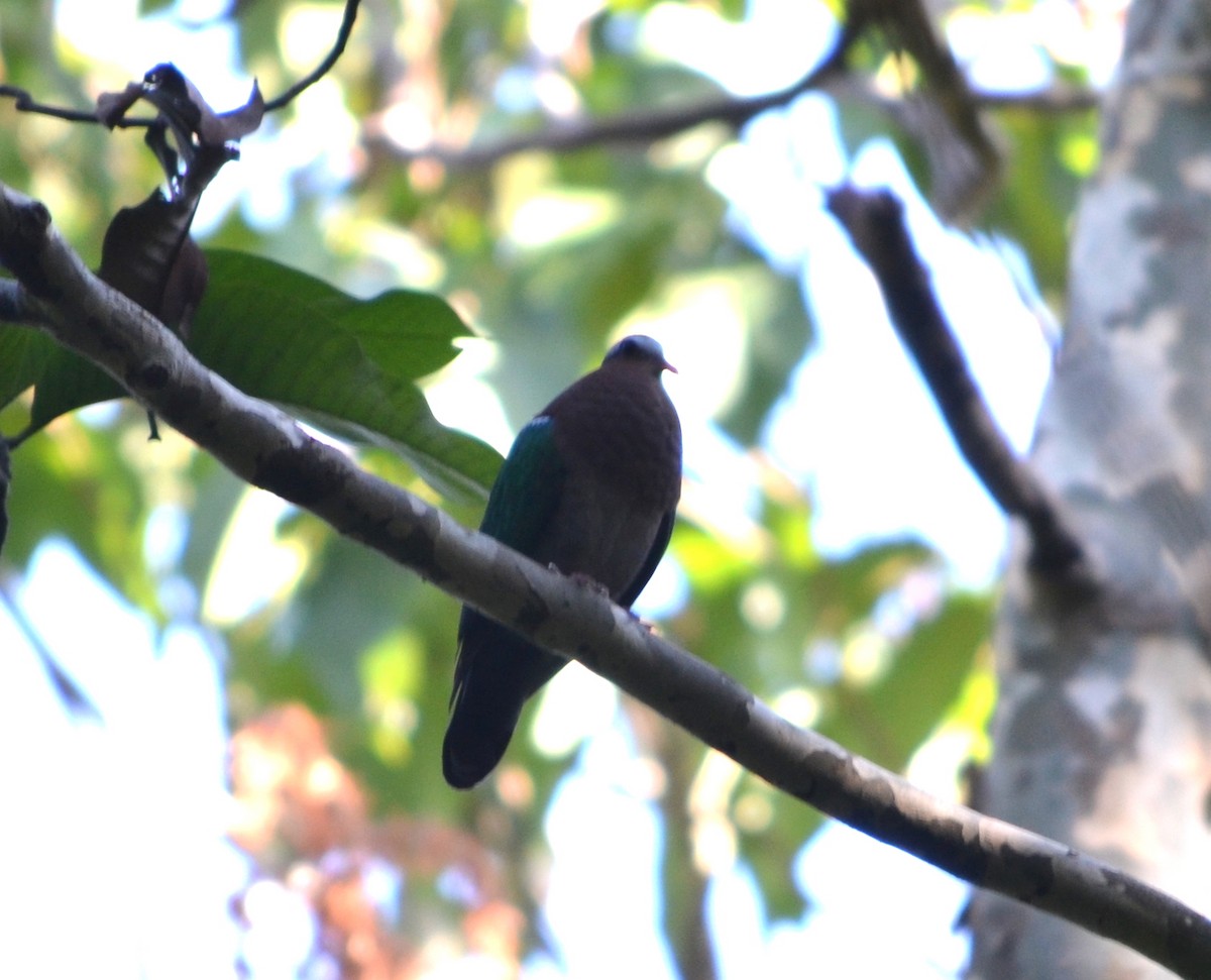 holub zelenokřídlý - ML161762611