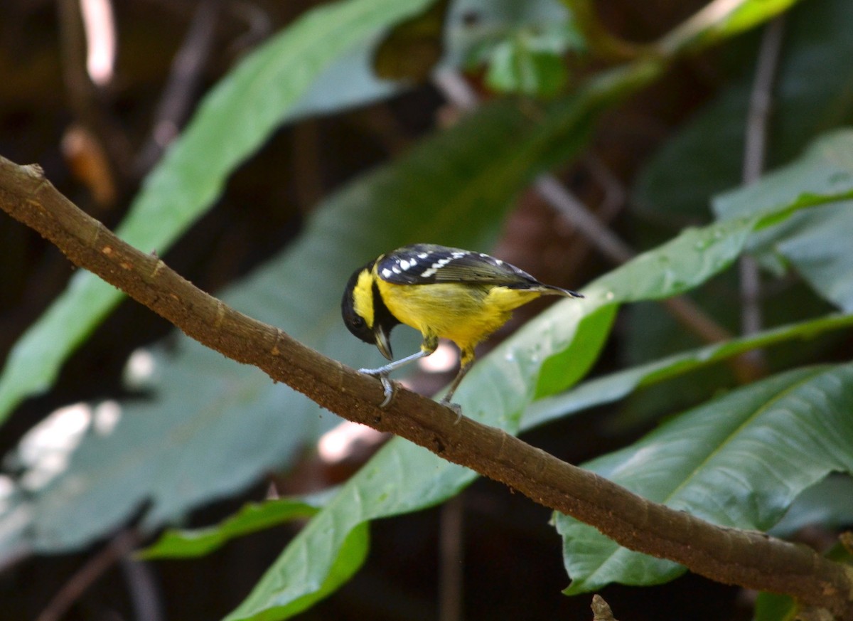 Mésange élégante - ML161762891