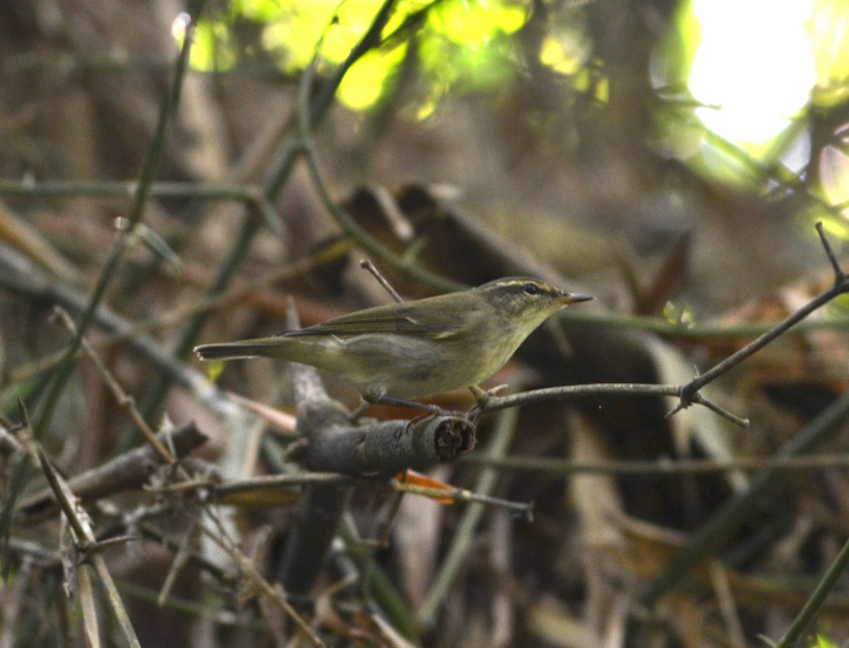 Japanese Leaf/Arctic/Kamchatka Leaf Warbler - ML161763171