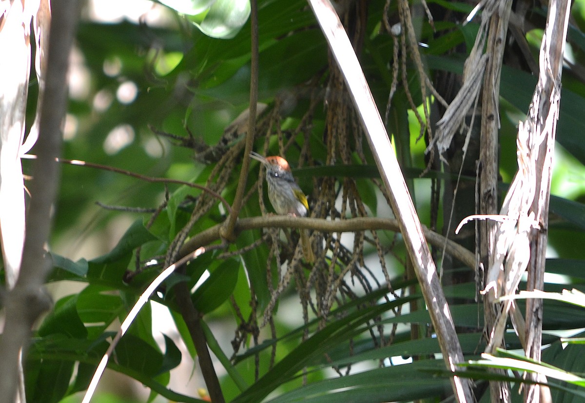 Gray-backed Tailorbird - Tristan Mirasol