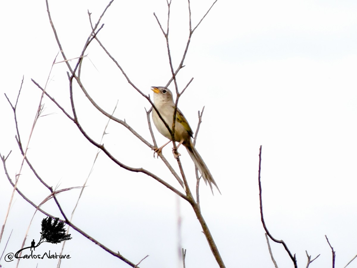 Wedge-tailed Grass-Finch - Anonymous