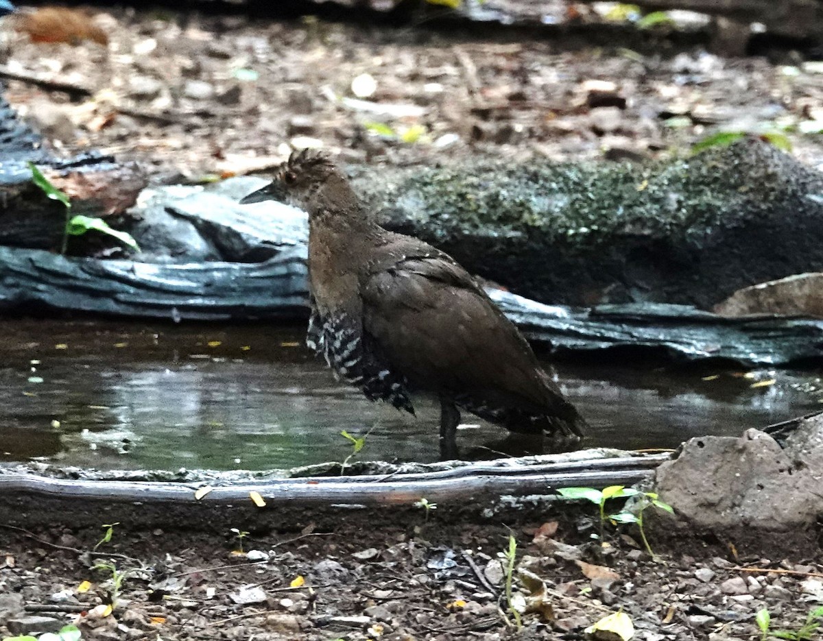 Slaty-legged Crake - ML161763881