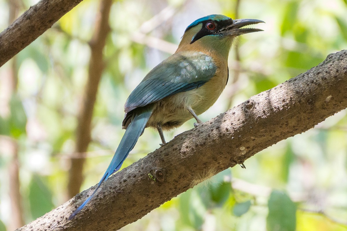 Motmot à tête bleue - ML161764901