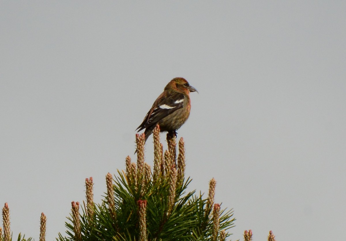 White-winged Crossbill - Nat Drumheller