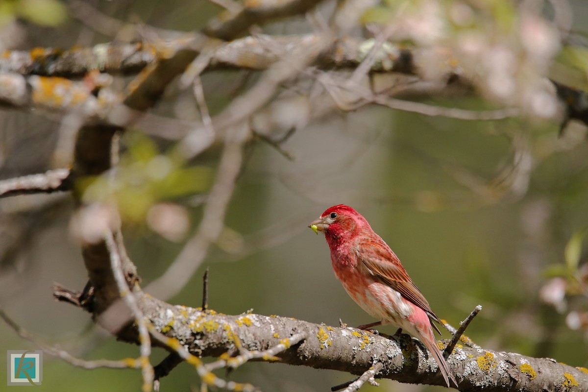 Purple Finch - ML161766911