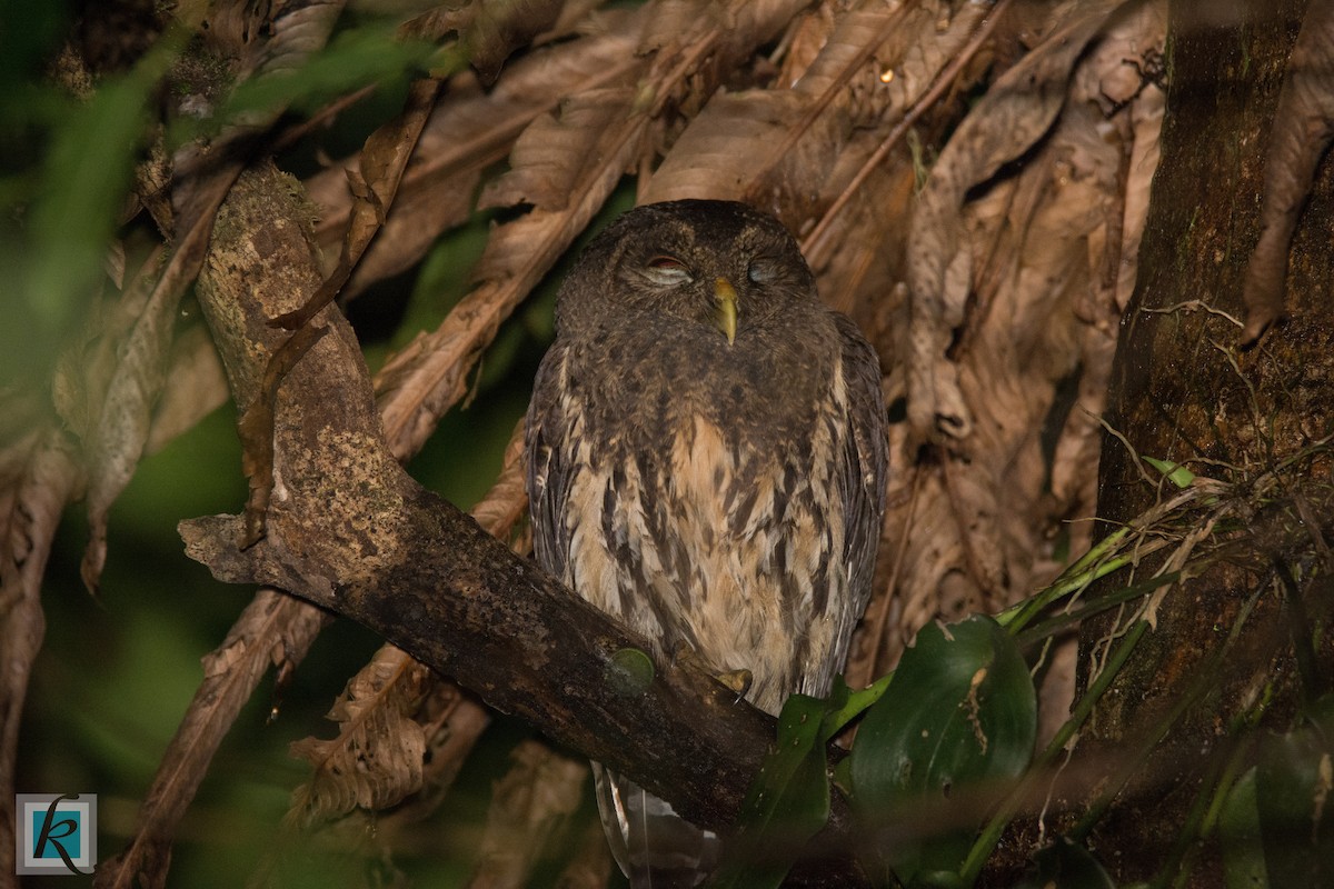 Mottled Owl - ML161767451