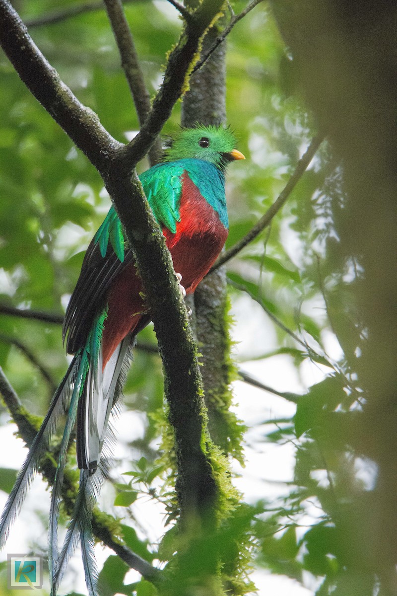 Resplendent Quetzal - ML161767661
