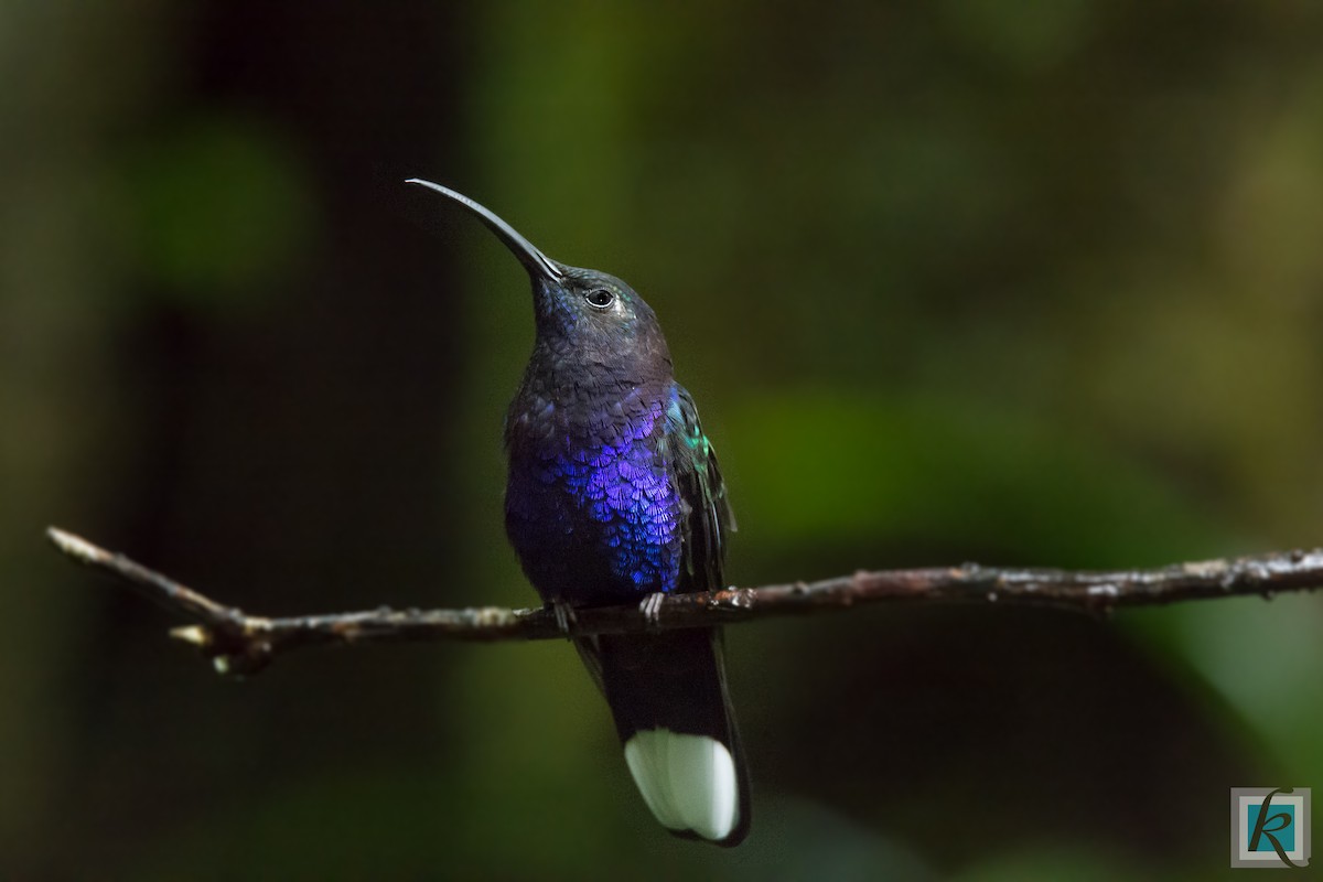 Violet Sabrewing - ML161767701