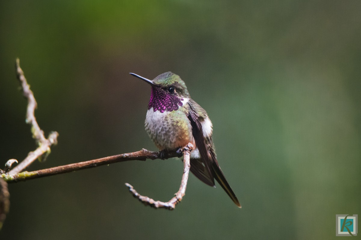 Magenta-throated Woodstar - ML161767821
