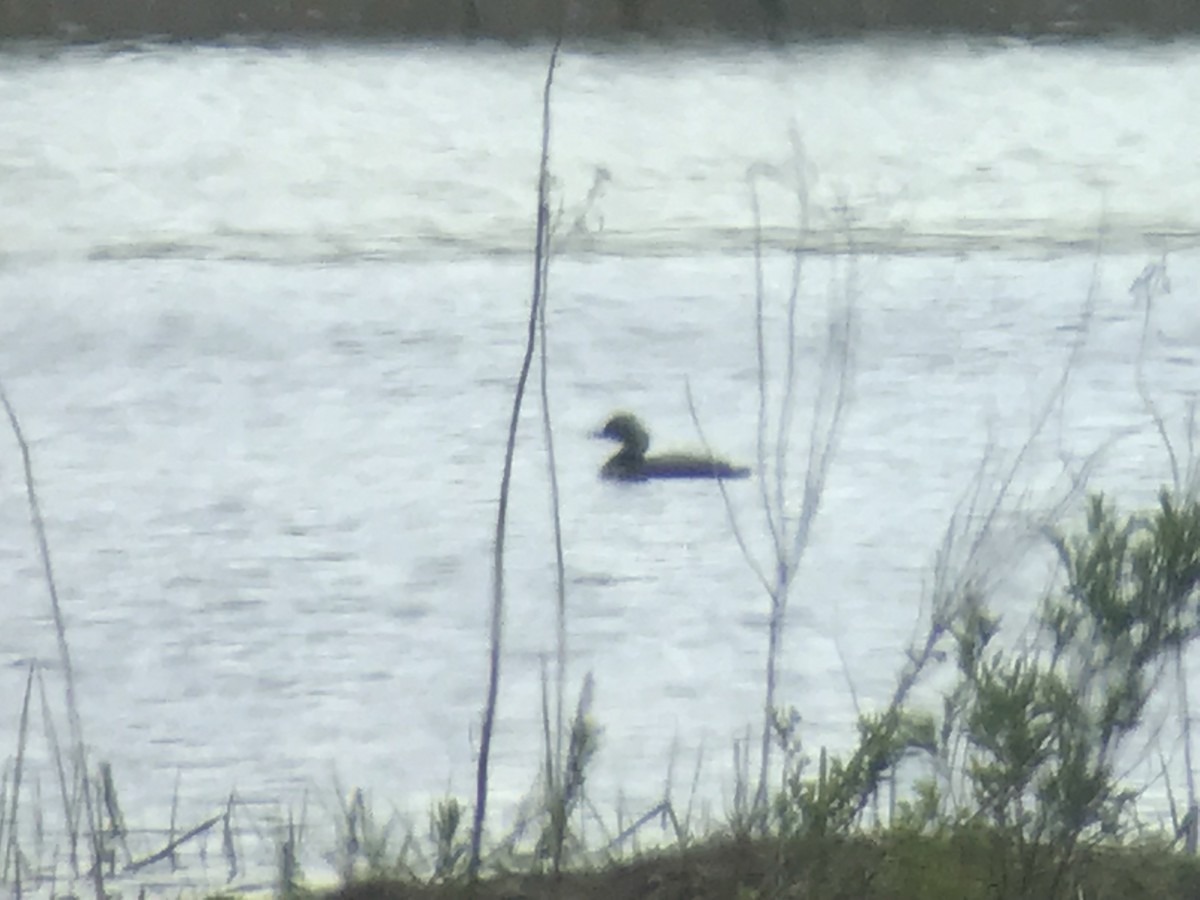 Eared Grebe - ML161768091