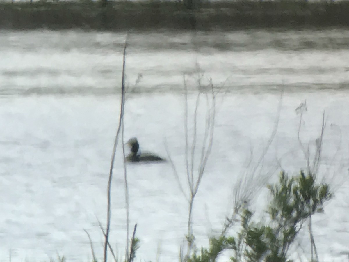 Eared Grebe - ML161768101