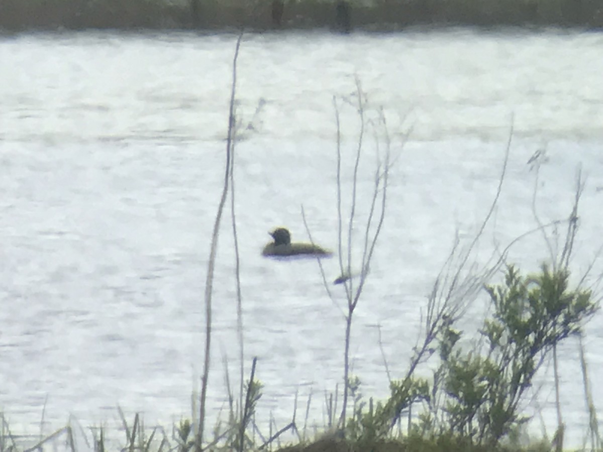 Eared Grebe - ML161768111
