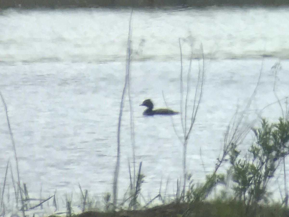 Eared Grebe - ML161768131