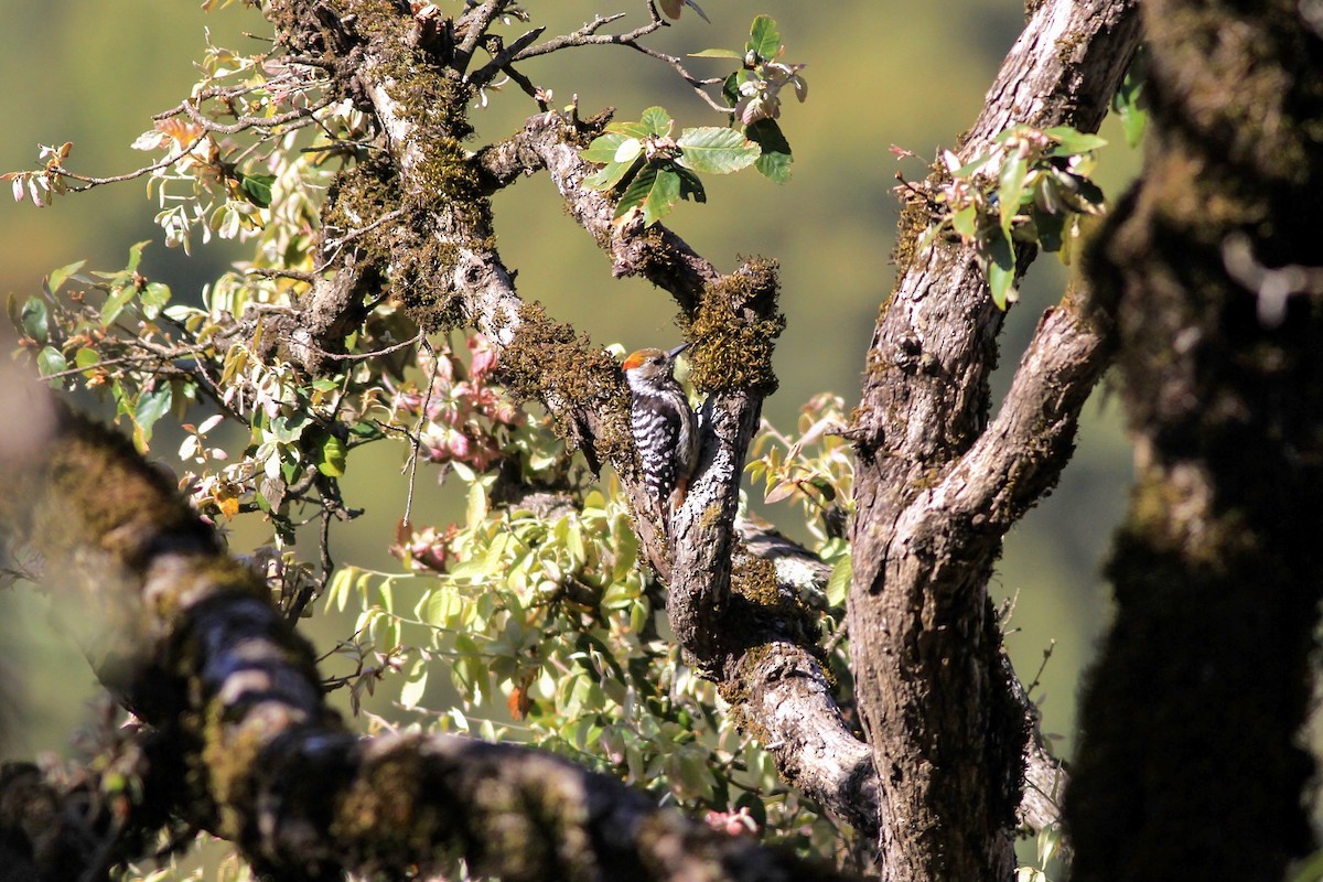 Brown-fronted Woodpecker - ML161768521