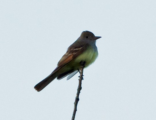 Great Crested Flycatcher - ML161769211