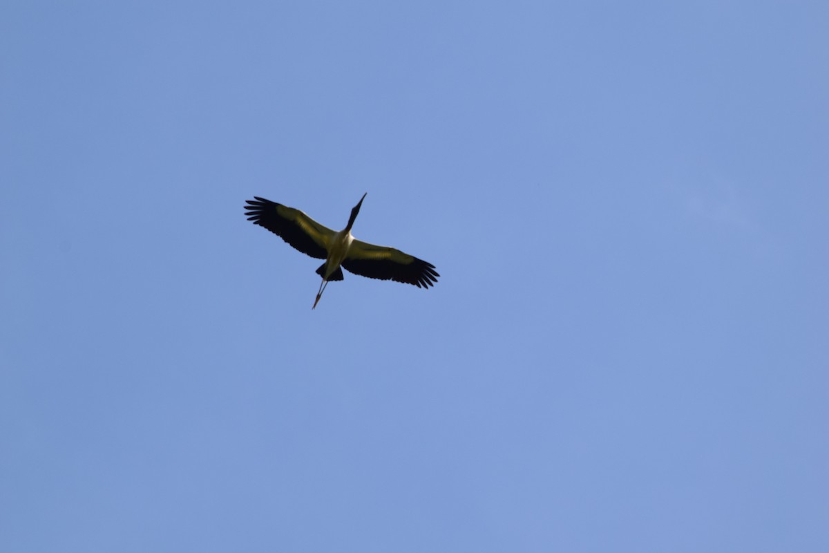 Wood Stork - ML161769711