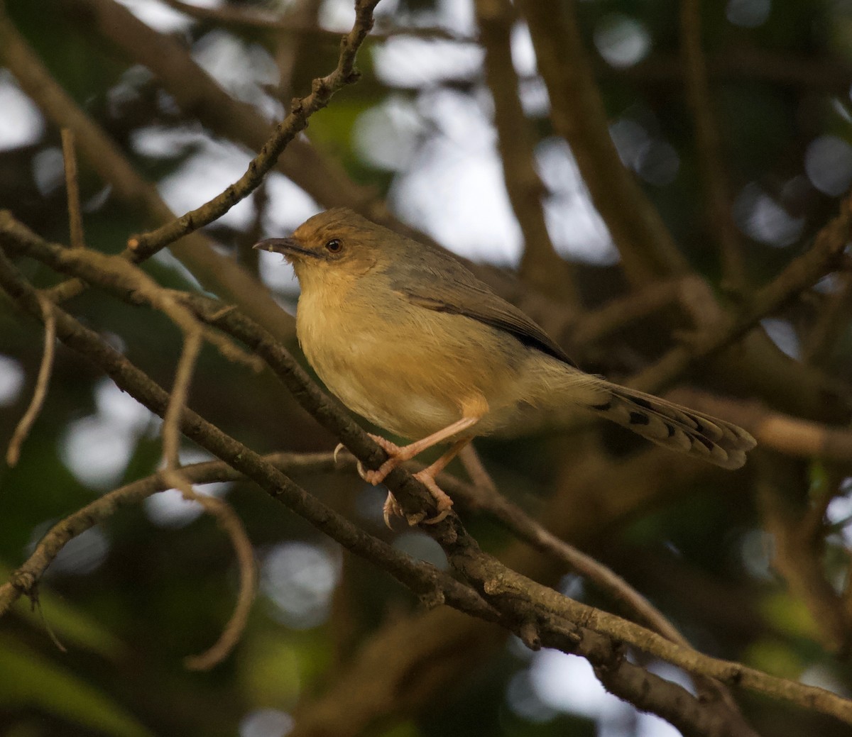 Red-faced Cisticola - ML161770071