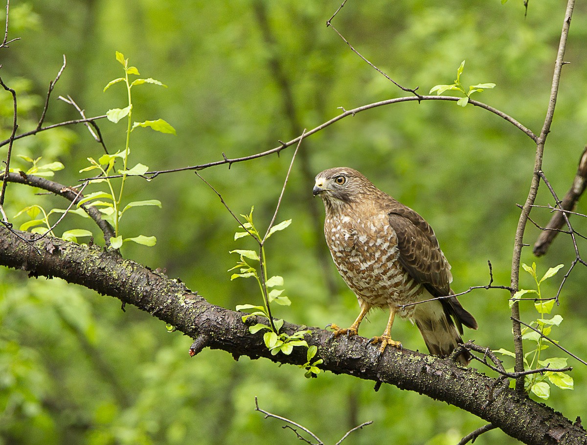 Broad-winged Hawk - ML161770171