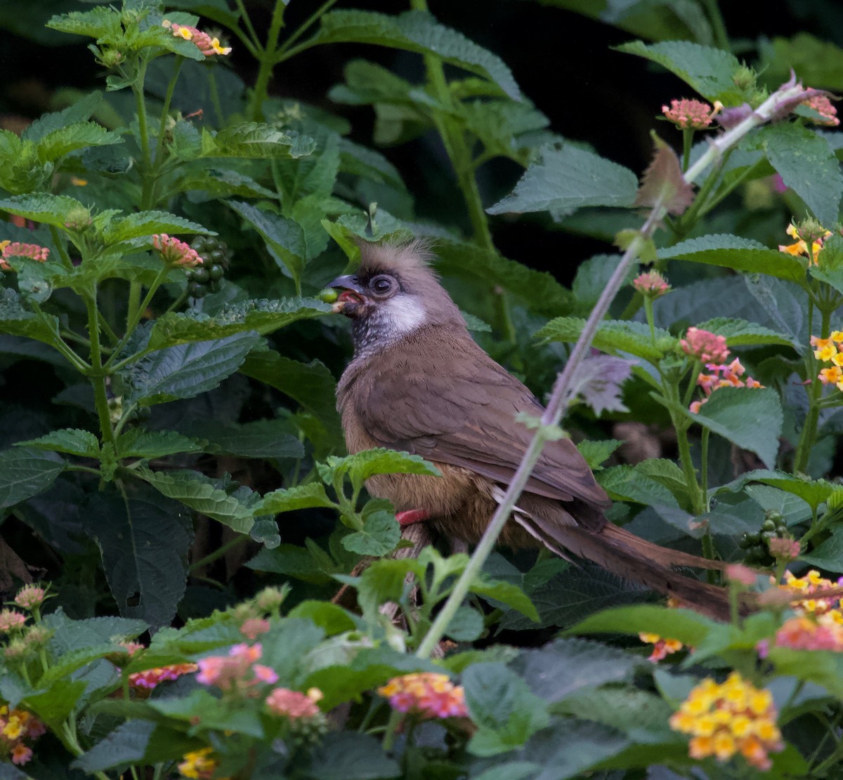 Speckled Mousebird - ML161770261