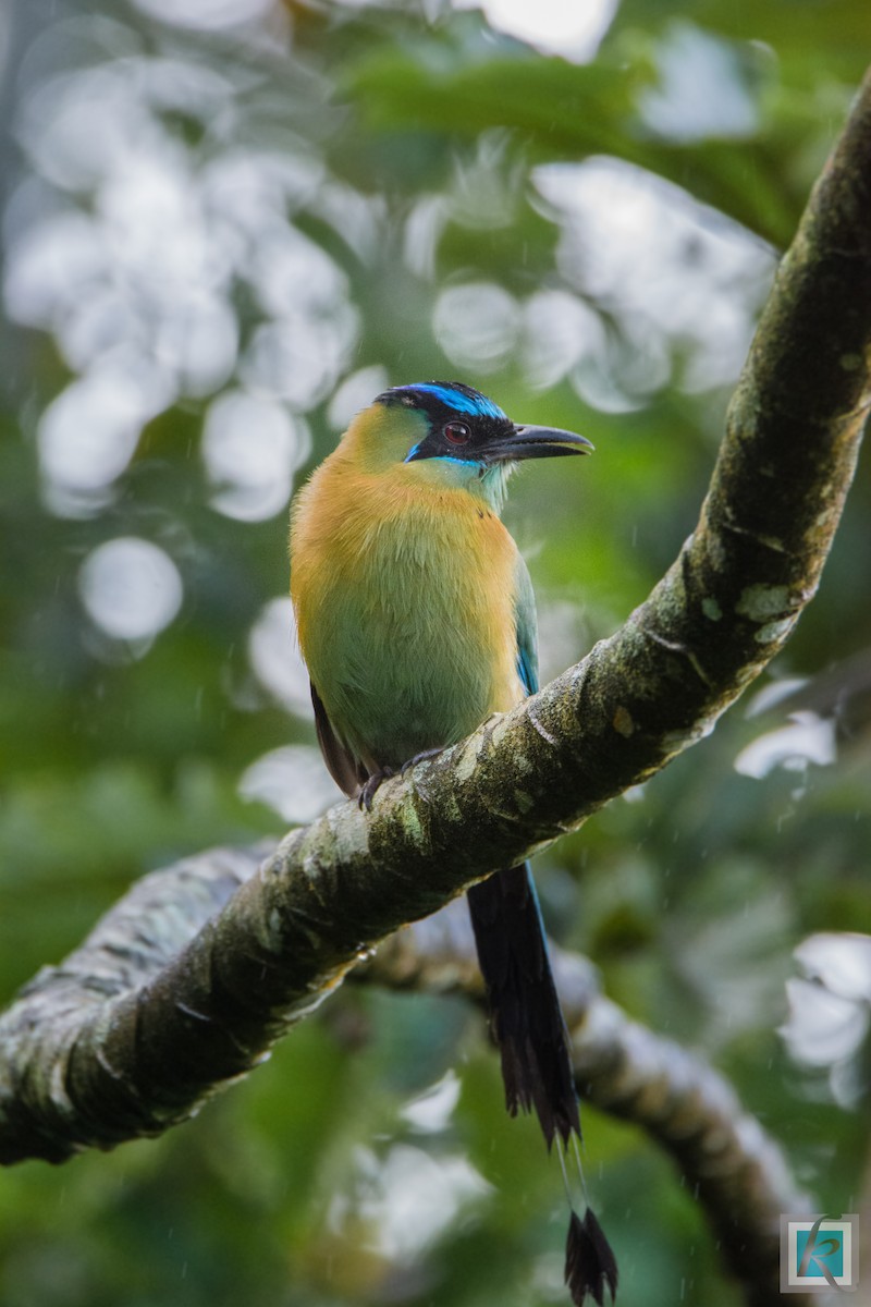 Lesson's Motmot - ML161770301