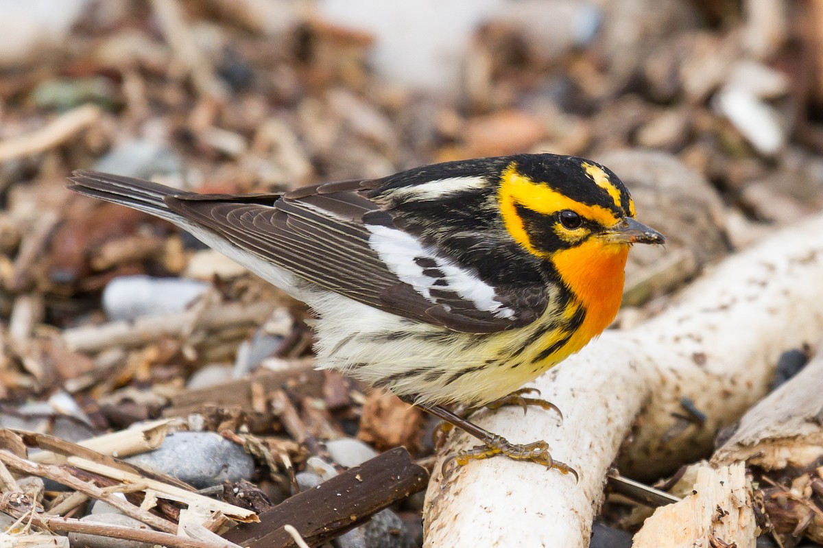 Blackburnian Warbler - Peter Kennerley